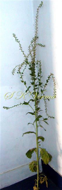  Plant
